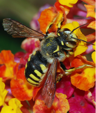 Bee_Pollinator