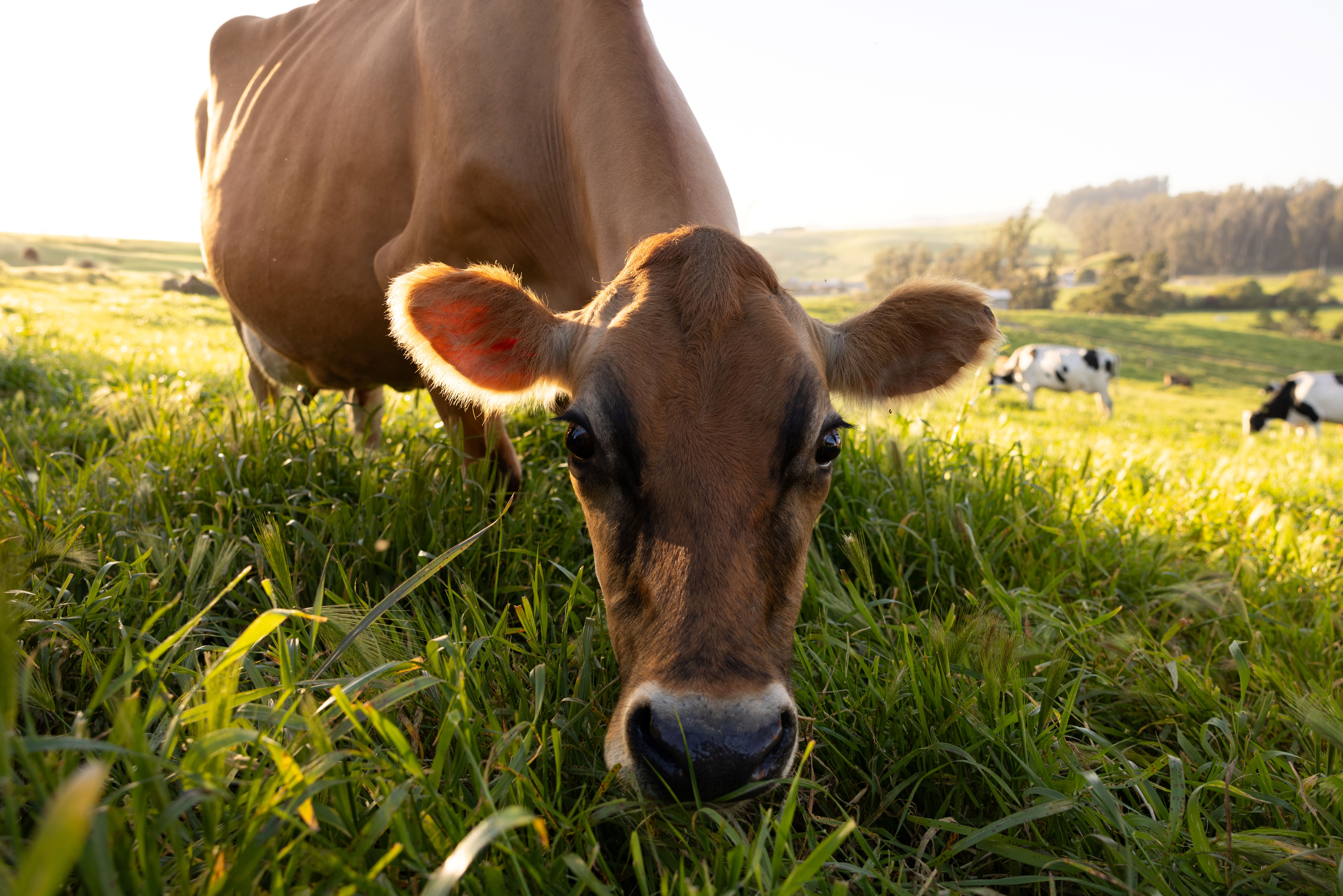 Full Phat Value OTA Dairy Council Udderly Worthwhile thumbnail