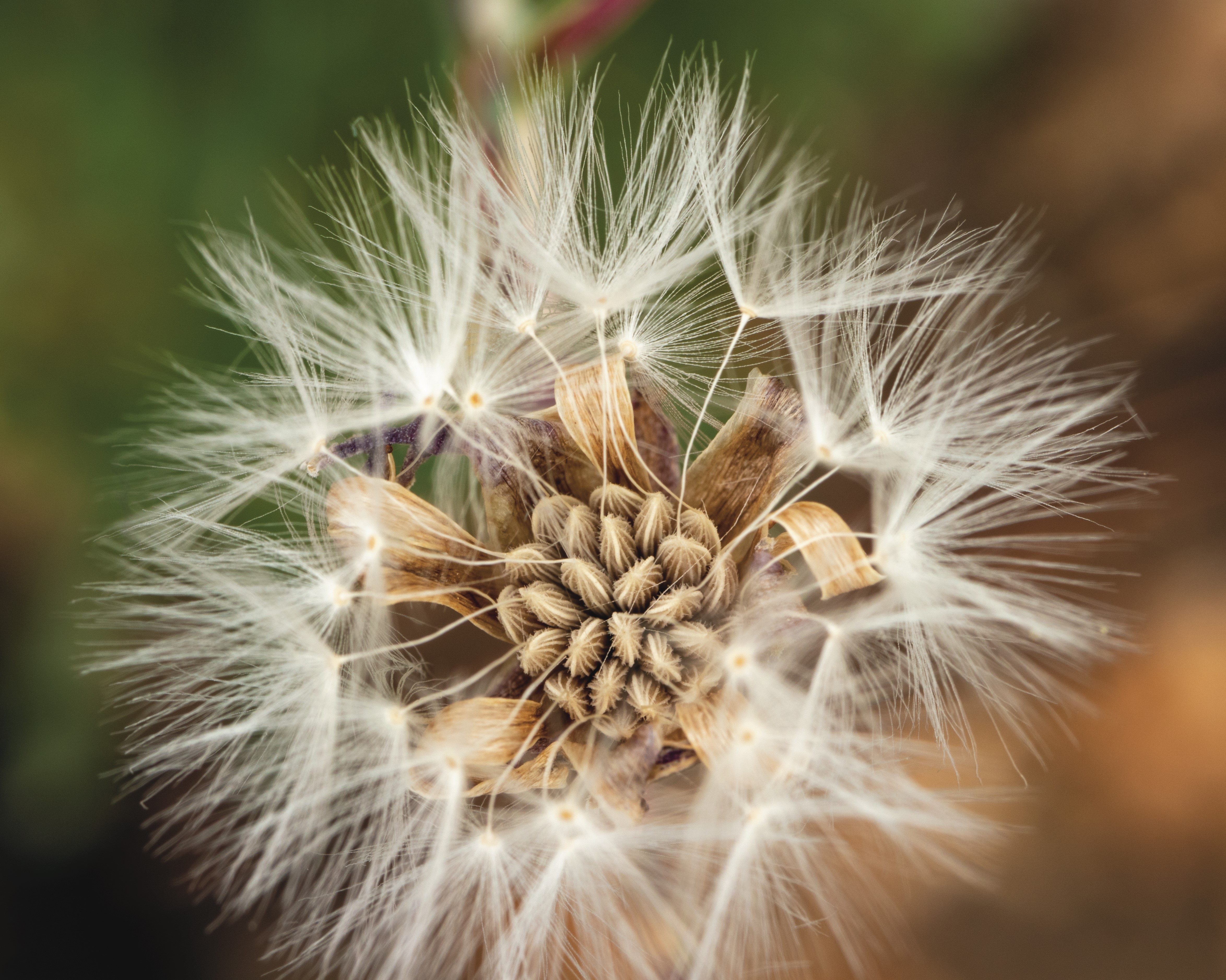 dill-seed