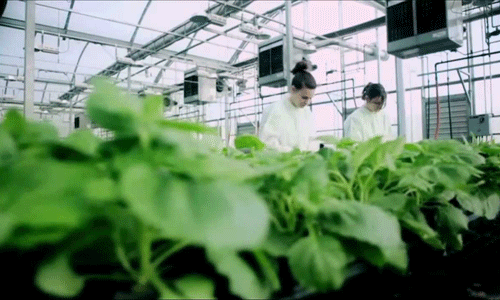 Submit comments to APHIS on Environmental Impact Statements; Introduction of the Products of Biotechnology