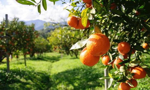 Orange tree grove