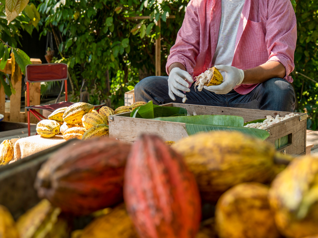 Small scale organic cacao farmer