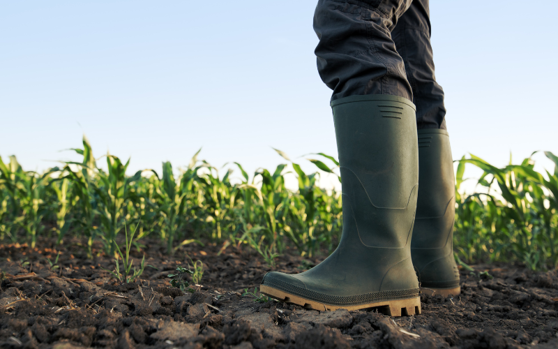 Farmer standing on dirt in corn field