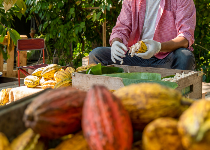 Small scale organic cacao farmer