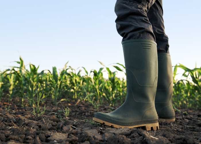 Farmer standing on dirt in corn field