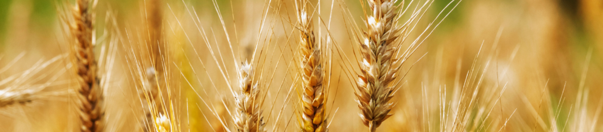 Cover image for the page