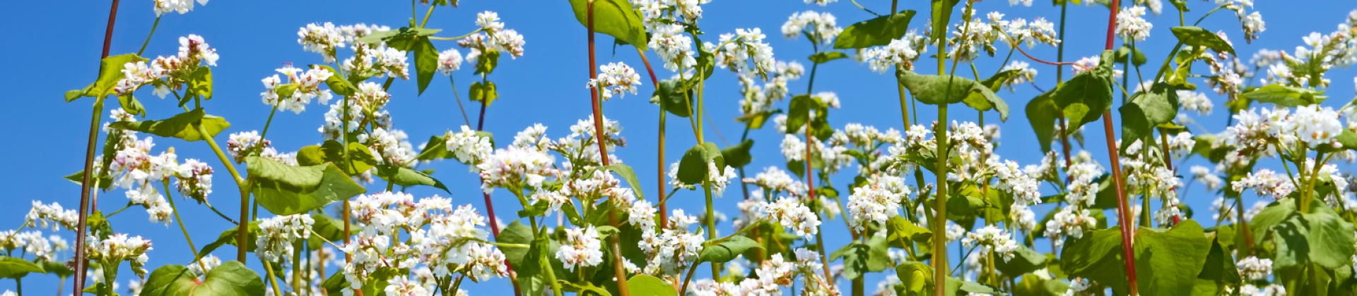 Cover image for the page