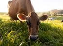 Full Phat Value OTA Dairy Council Udderly Worthwhile thumbnail