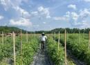 When We Invest in Organic Research, Everyone Wins  thumbnail