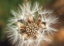 OTA’s Seed Task Force: Rooting the Future of Organic in Organic Seed thumbnail