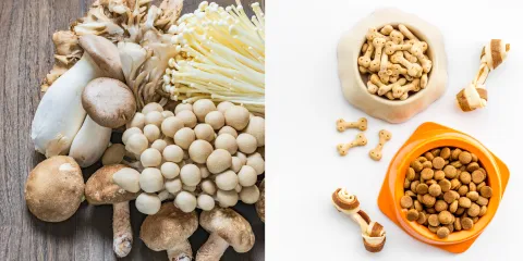 Organic Trade Association Opposes USDA’s Proposed Rule Rescinding Organic Standards for Mushrooms and Pet Food  thumbnail