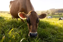 Full Phat Value OTA Dairy Council Udderly Worthwhile thumbnail