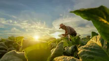 Message to Our Members | Health Begins on the Farm: OTA’s Response to the MAHA Report thumbnail